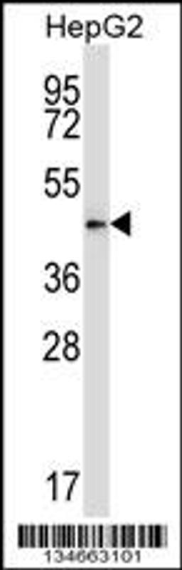 Western blot analysis in HepG2 cell line lysates (35ug/lane).