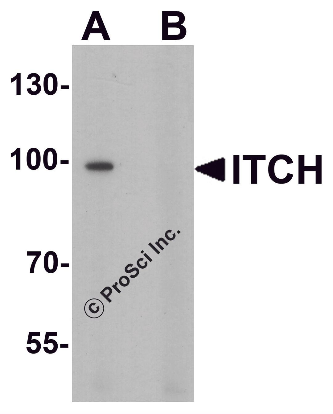 Western blot analysis of ITCH in 3T3 cell lysate with ITCH antibody at 1 μg/ml in (A) the absence and (B) the presence of blocking peptide.