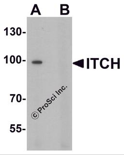 Western blot analysis of ITCH in 3T3 cell lysate with ITCH antibody at 1 μg/ml in (A) the absence and (B) the presence of blocking peptide.