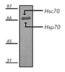 Western Blot: Hsp70 / Hsc70 Antibody (N27F3-4) [NBP1-97865] - Analysis using the Alkaline Phosphatase conjugate of NBP1-97865. Detection of monkey Vero cell lysate.