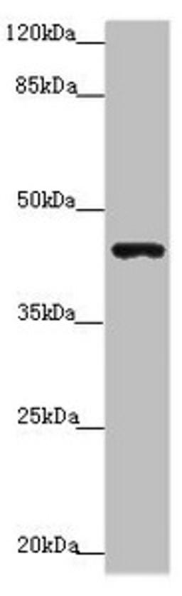 Western blot. All lanes: P2RX3 antibody at 3.91 ug/ml + Mouse liver tissue. Secondary. Goat polyclonal to rabbit IgG at 1/10000 dilution. Predicted band size: 44 kDa. Observed band size: 44 kDa. 