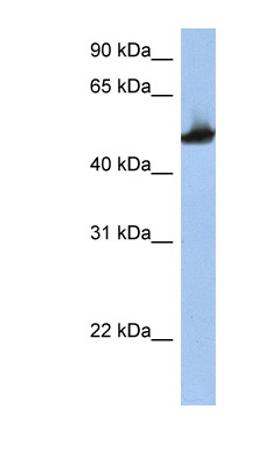 Antibody used in WB on Human HepG2 at 1 ug/ml.