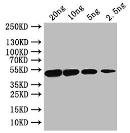 Western Blot. Positive WB detected in: recombinant protein. All lanes: porA Antibody at 1:1000. Secondary. Goat polyclonal to rabbit IgG at 1/50000 dilution. Predicted band size: 49 kDa. Observed band size: 49 kDa. 