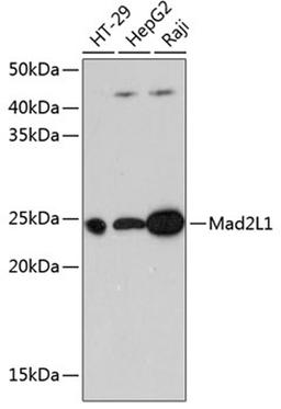 Western blot - Mad2L1 Rabbit mAb (A11469)