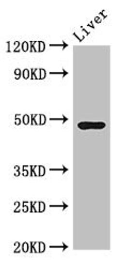 Western Blot. Positive WB detected in: Mouse liver tissue. All lanes: CPB2 antibody at 3.4ug/ml. Secondary. Goat polyclonal to rabbit IgG at 1/50000 dilution. Predicted band size: 49, 41 kDa. Observed band size: 49 kDa. 