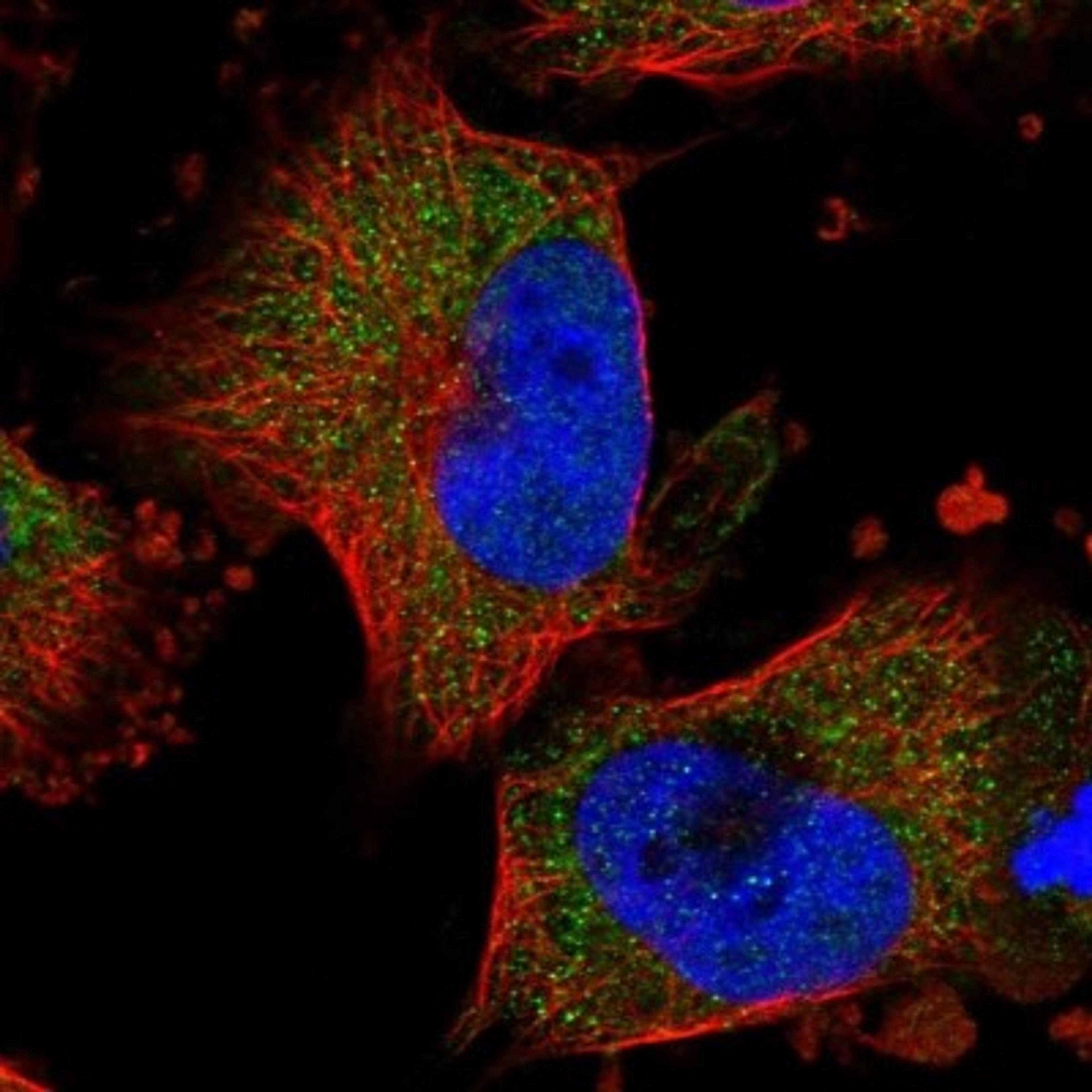 Immunofluorescence: Delta 1 Tubulin Antibody [NBP1-87390] - Staining of human cell line U-251 MG shows positivity in nucleus but not nucleoli & cytoplasm.