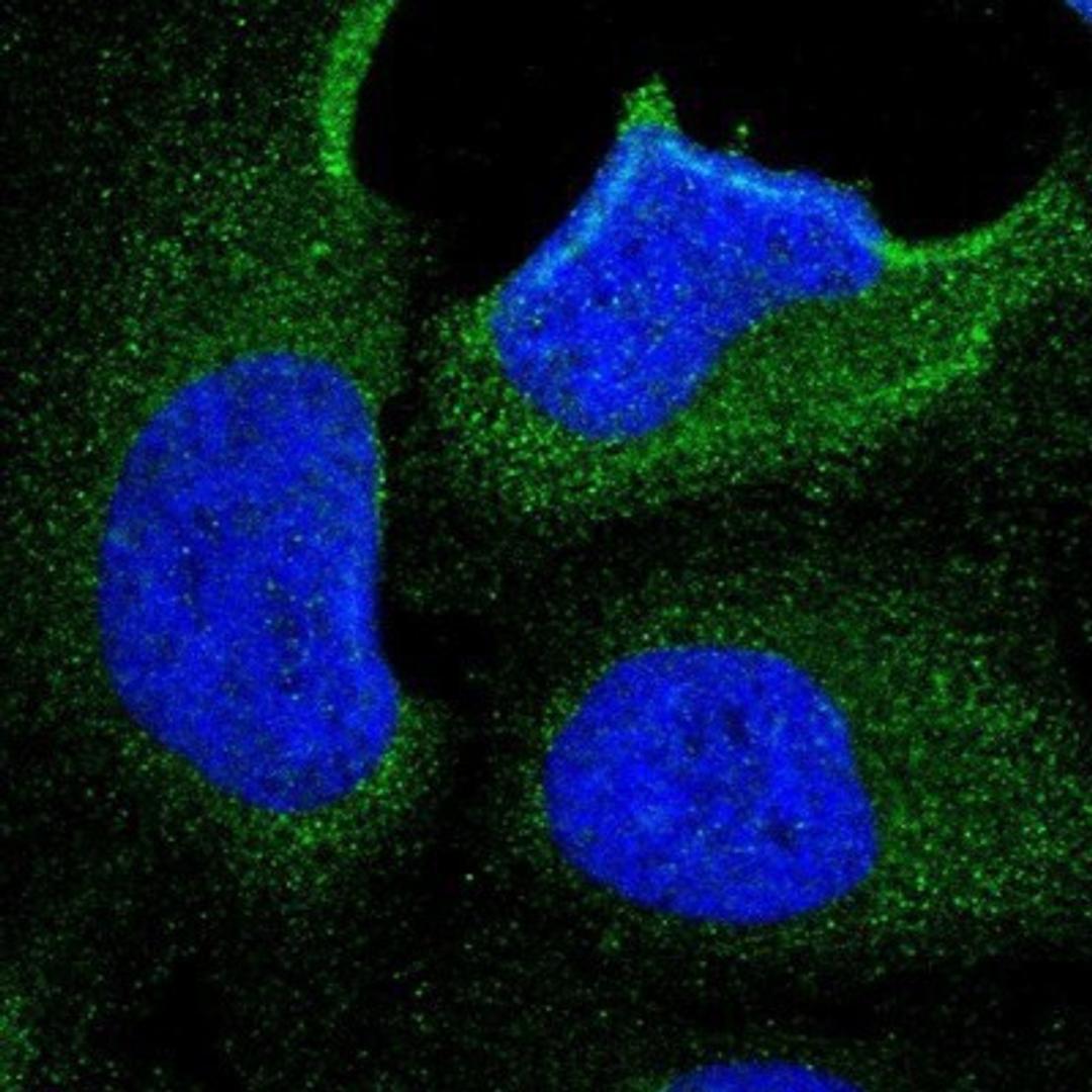 Immunocytochemistry/Immunofluorescence: KLHDC8B Antibody [NBP1-82703] - Staining of human cell line U-2 OS shows positivity in cytoplasm.