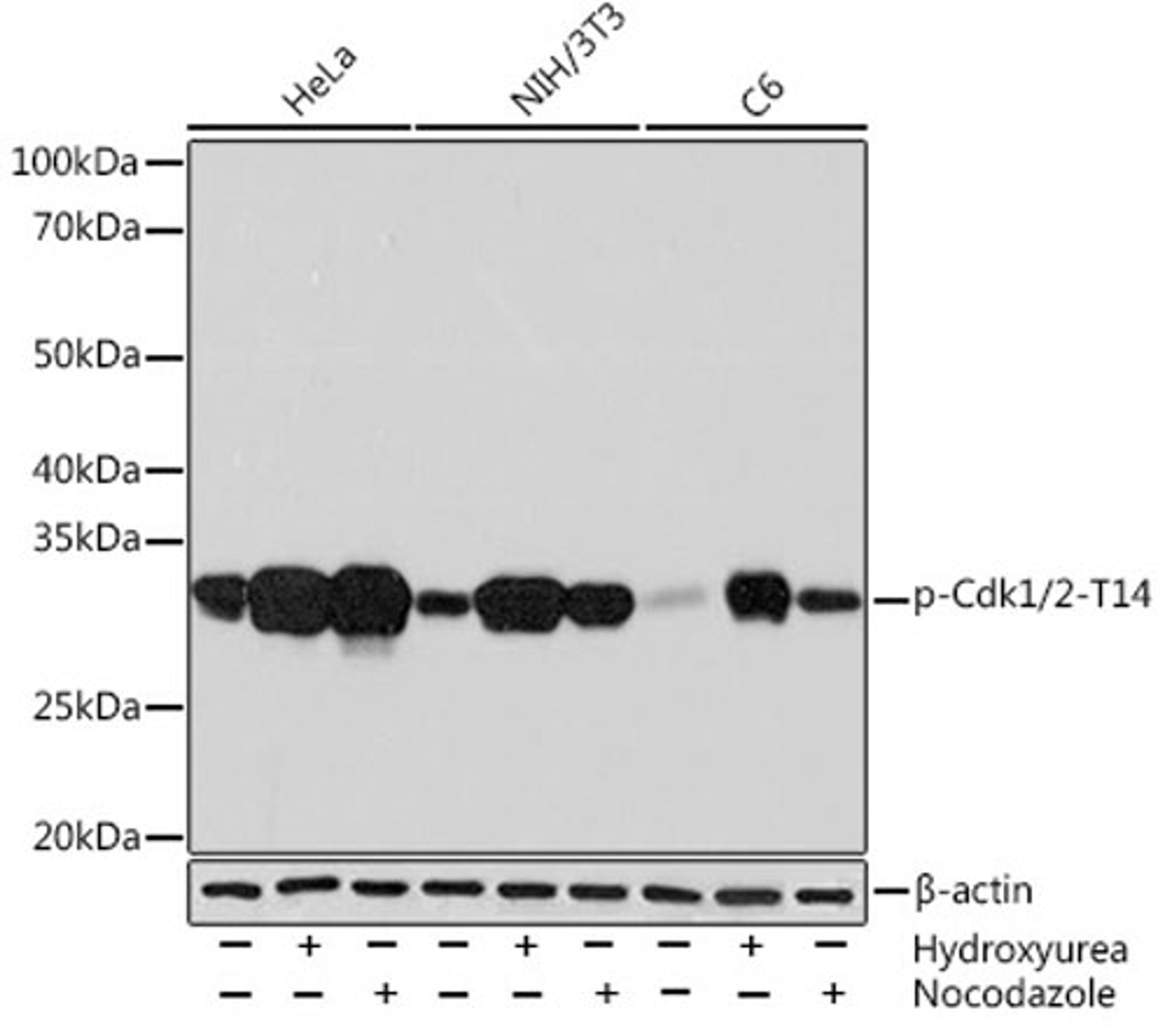 Western blot - Phospho-Cdk1/2-T14 Rabbit mAb (AP1001)