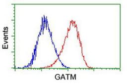 Flow Cytometry: GATM Antibody (1E3) [NBP2-00984] - Analysis of Hela cells, using anti-GATM antibody, (Red), compared to a nonspecific negative control antibody (Blue).