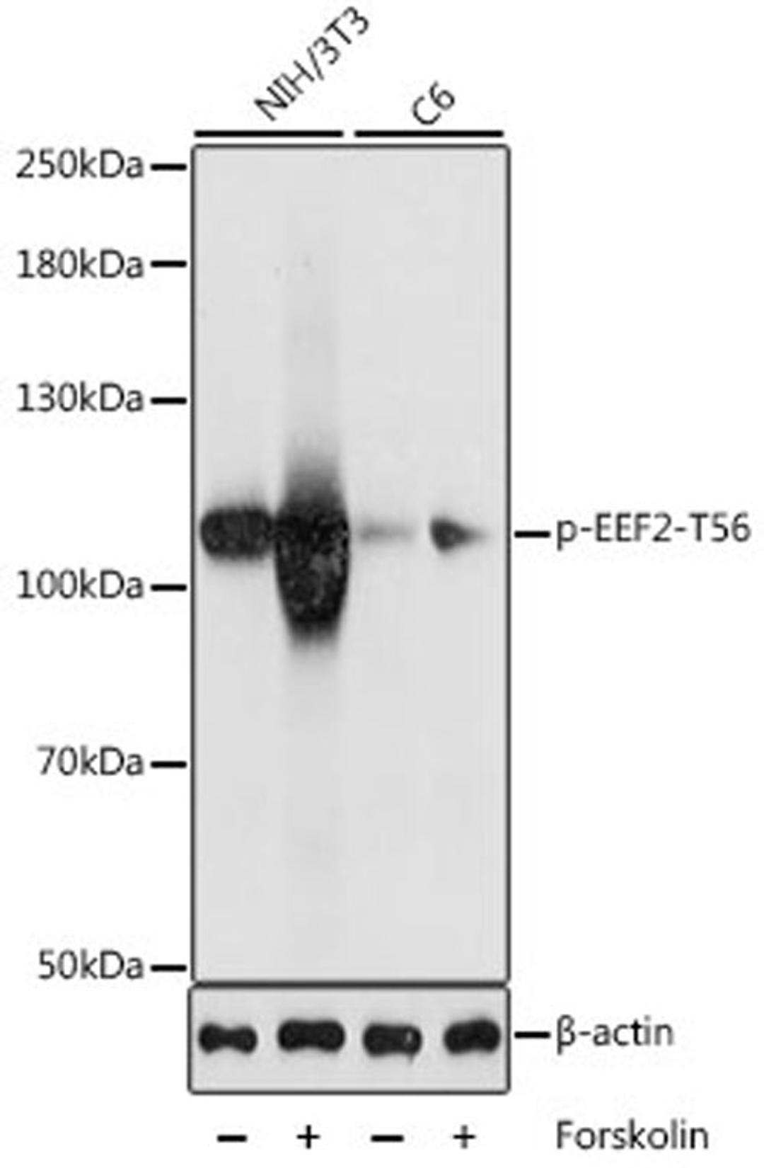 Western blot - Phospho-EEF2-T56 antibody (AP0832)