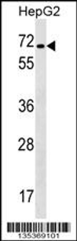 Western blot analysis in HepG2 cell line lysates (35ug/lane).