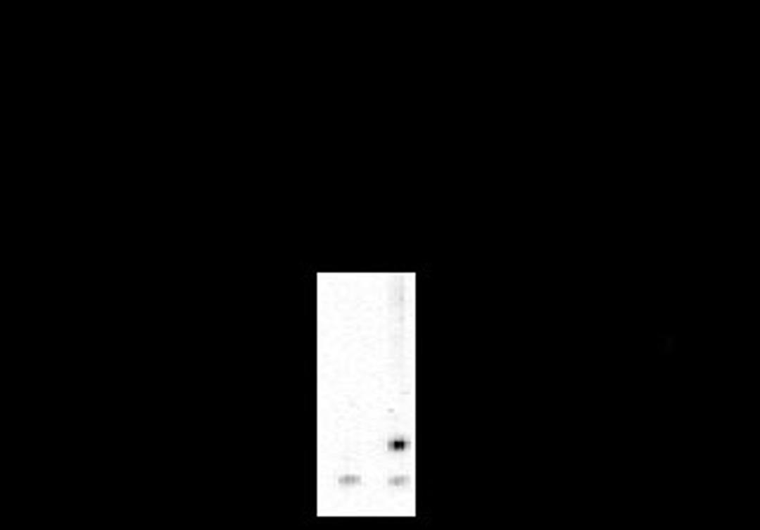 Western blot of rat caudate showign phospho-specific immunolabeing of the ~32k DARPP-32 protein phosphorylated at Thr34.