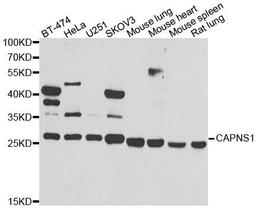 Western blot analysis of extracts of various cell lines using CAPNS1 antibody