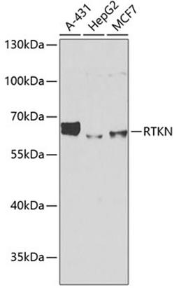 Western blot - RTKN antibody (A6732)