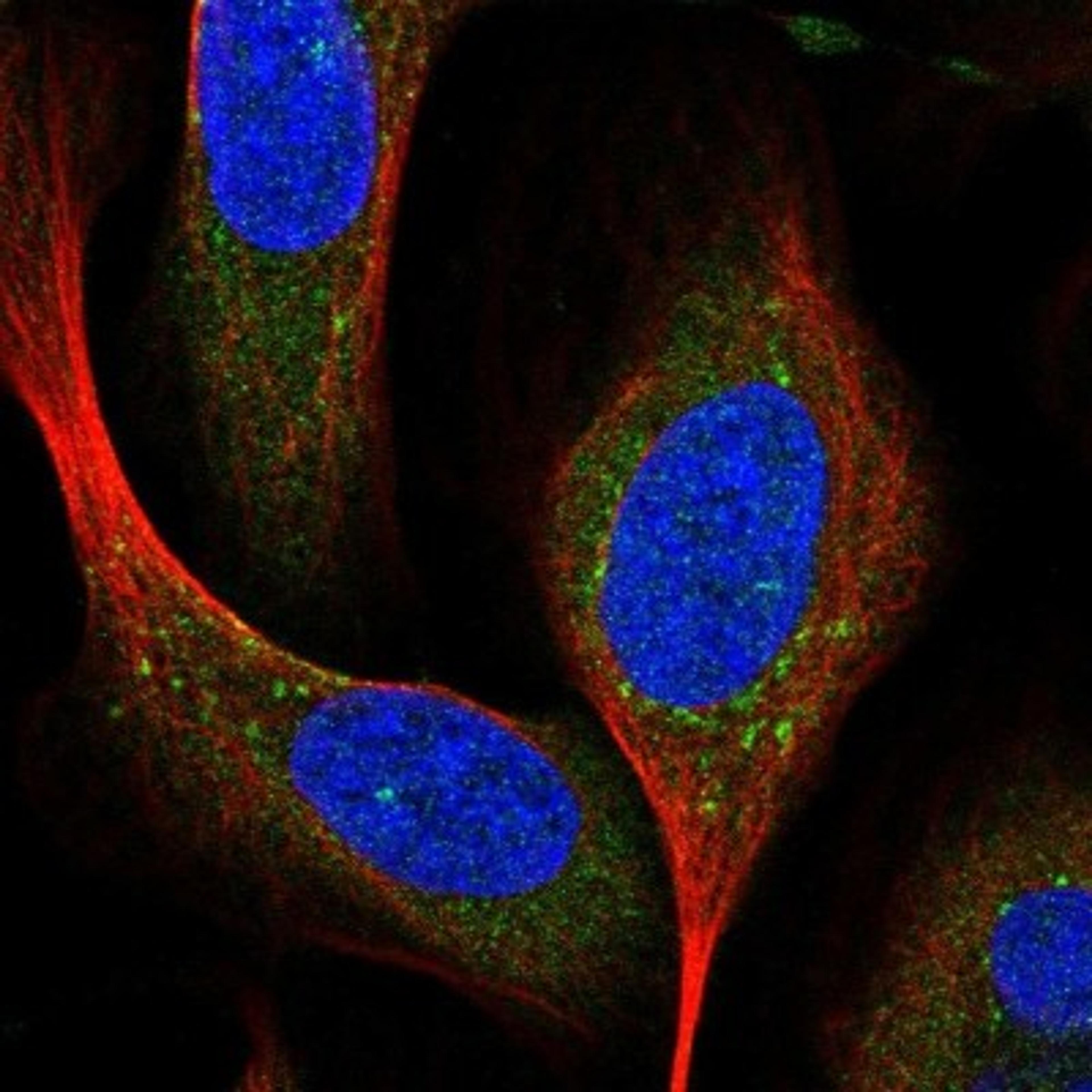 Immunofluorescence: Syntaxin 16 Antibody [NBP1-92468] - Staining of human cell line U-2 OS shows positivity in vesicles.