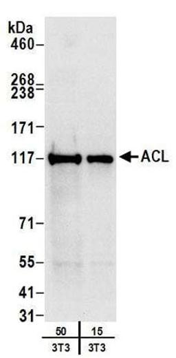 Detection of mouse ACL by western blot.