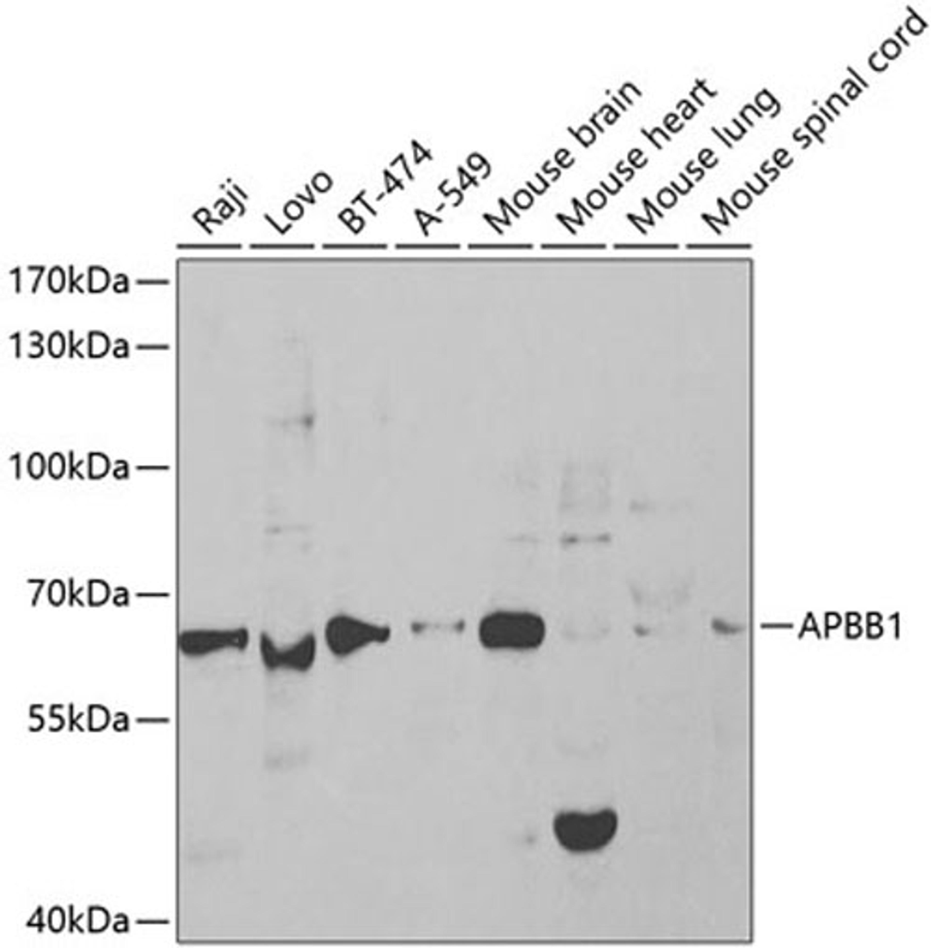 Western blot - APBB1 antibody (A1944)