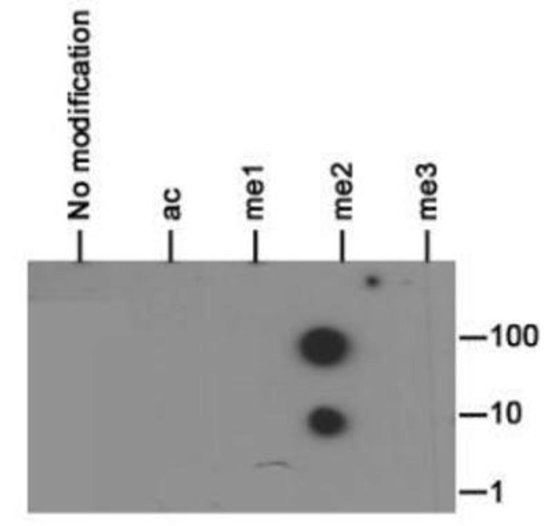 Dot Blot: Histone H3 [Dimethyl Lys37] Antibody [NB21-1272] - Dot blot analysis of Histone H3 K37me2 in the modifications listed in picomoles of peptide.