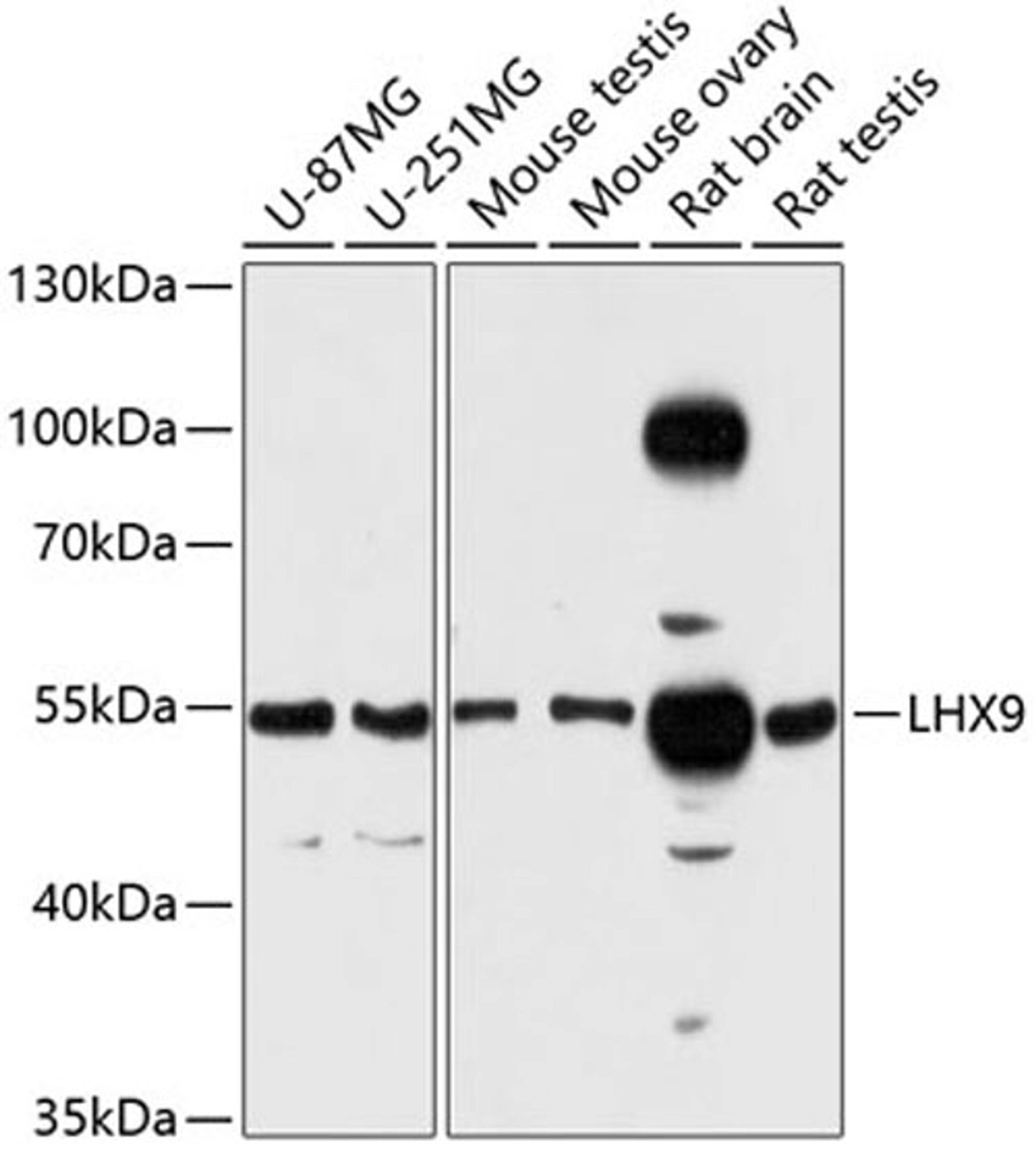 Western blot - LHX9 antibody (A12717)