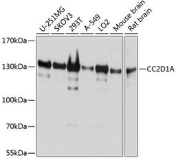 Western blot - CC2D1A antibody (A4800)