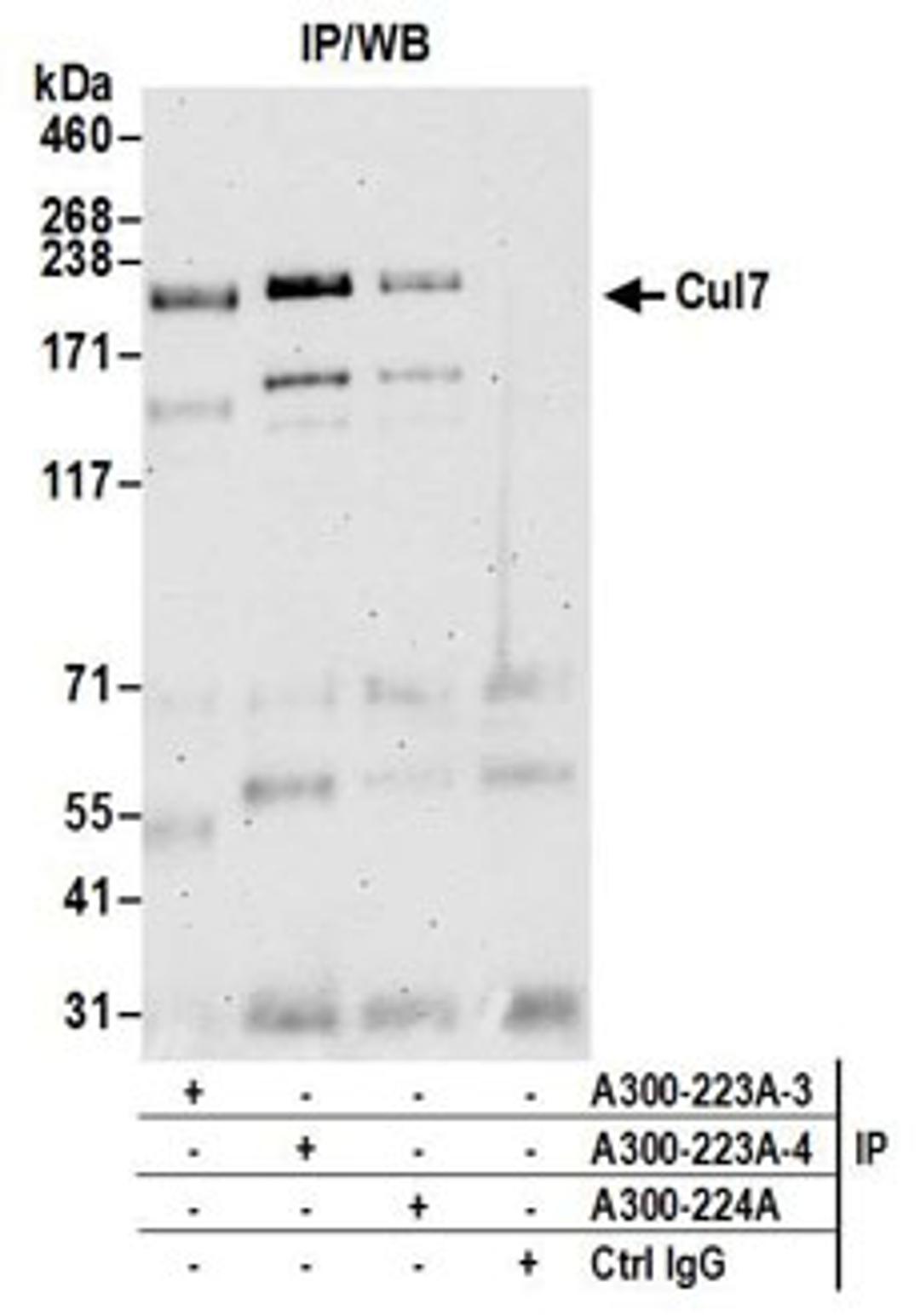 Detection of human Cul7 by western blot of immunoprecipitates.