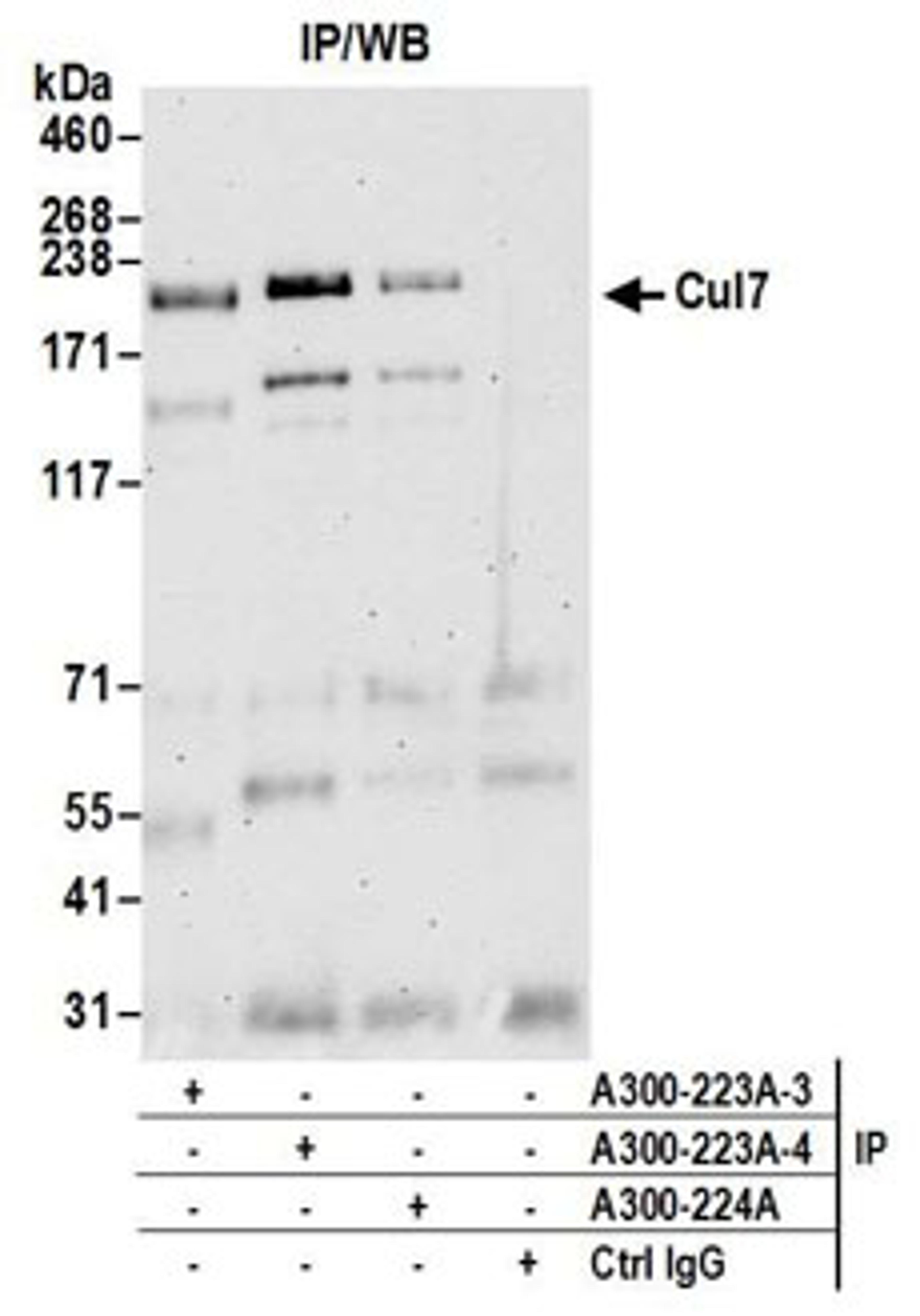 Detection of human Cul7 by western blot of immunoprecipitates.