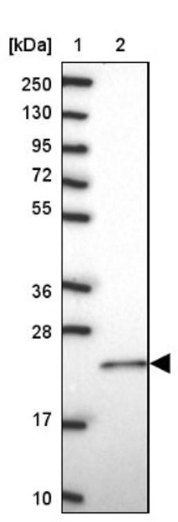 Western Blot: RAC3 Antibody [NBP2-32058] - Lane 1: Marker [kDa] 250, 130, 95, 72, 55, 36, 28, 17, 10<br/>Lane 2: Human cell line RT-4