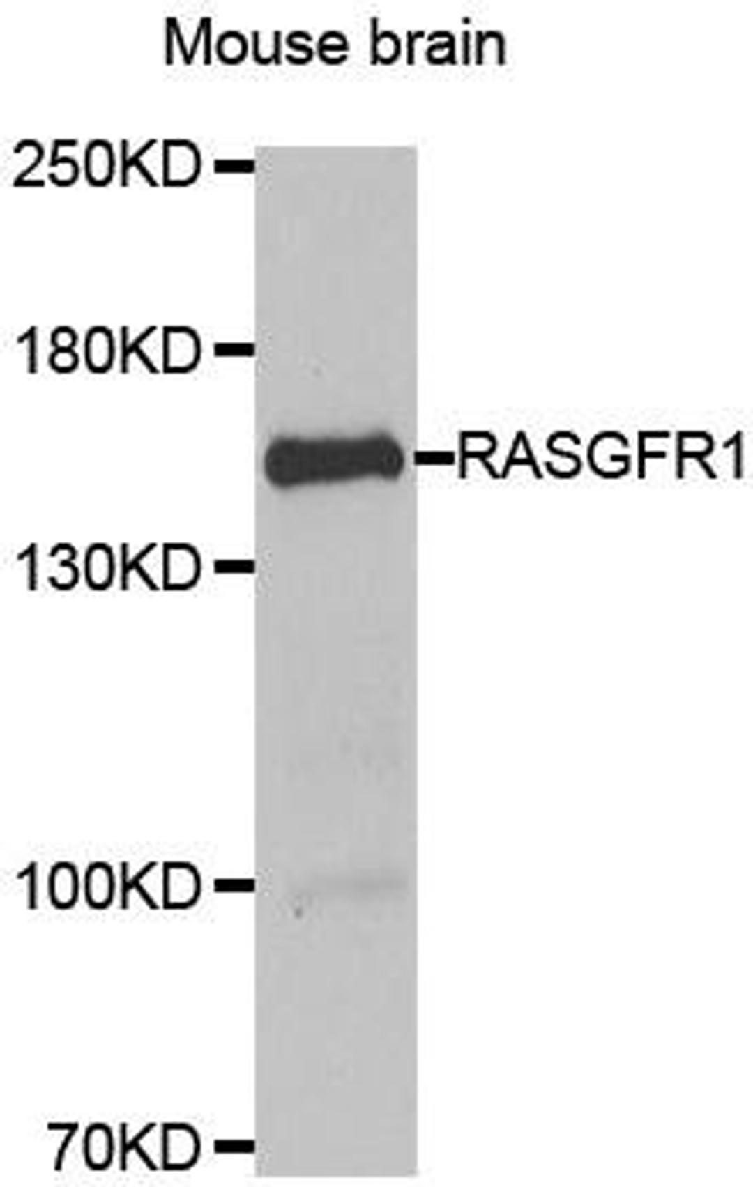 Western blot analysis of extract of Mouse brain using RASGRF1 antibody