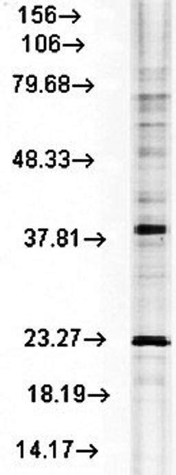 Western blot analysis of rat tissue mix using Hsp22 antibody