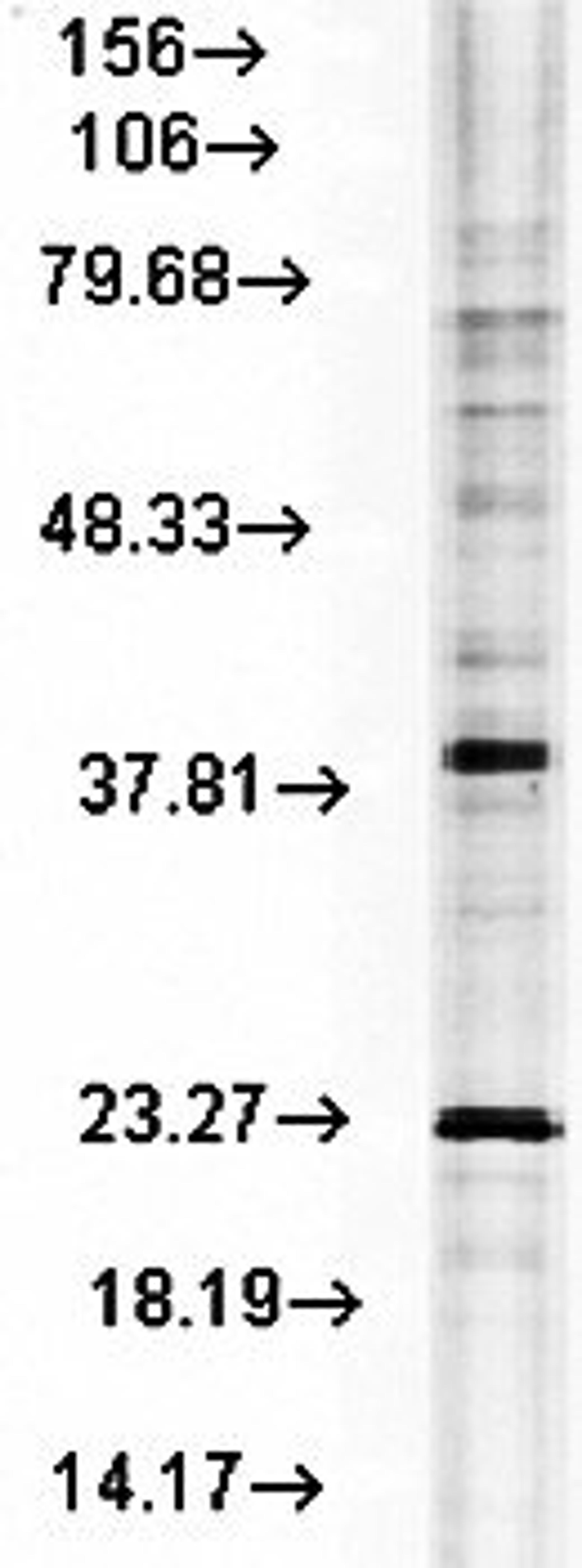 Western blot analysis of rat tissue mix using Hsp22 antibody