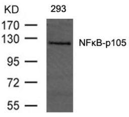 Western blot analysis of lysed extracts from 293 cells using NF&#954;B-p105/p50 (Ab-893).