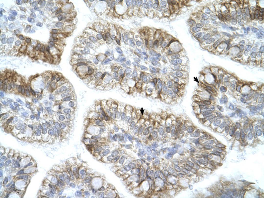 Antibody used in IHC on Human Intestine.