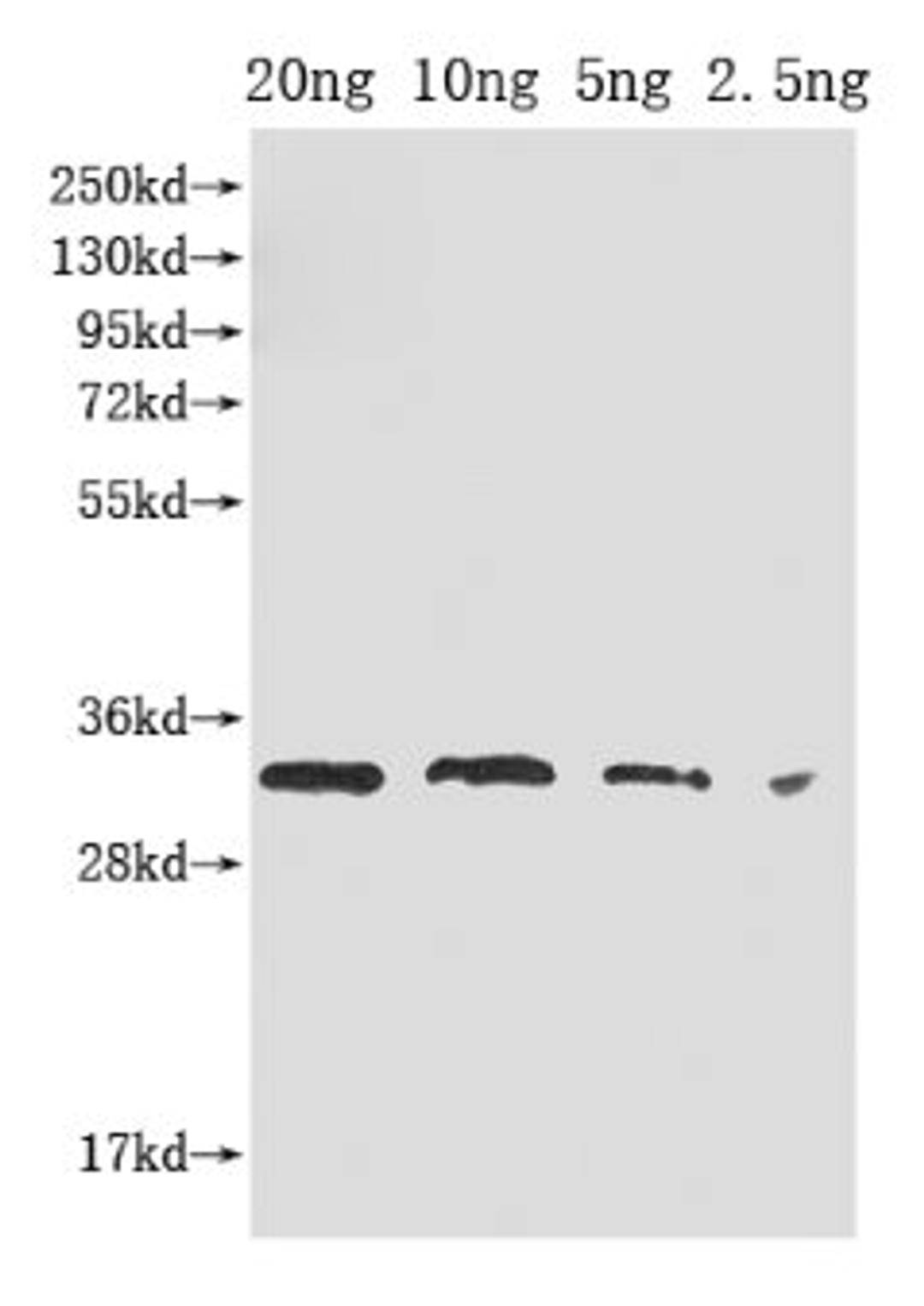 Western Blot. Positive WB detected in Recombinant protein. All lanes: PORC antibody at 1:2000. Secondary. Goat polyclonal to rabbit IgG at 1/50000 dilution. Predicted band size: 33 kDa. Observed band size: 33 kDa.