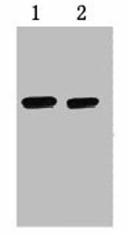 1ug Strep II fusion protein+ Primary antibody dilution at  1) 1:5000 2) 1:10000