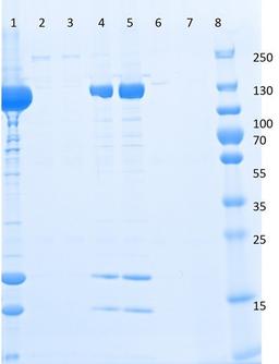 Western blot analysis of DYKDDDDK tagged recombinant protein flow through wash eluted fraction using DYKDDDDK (FLAG tag) antibody (Agarose)