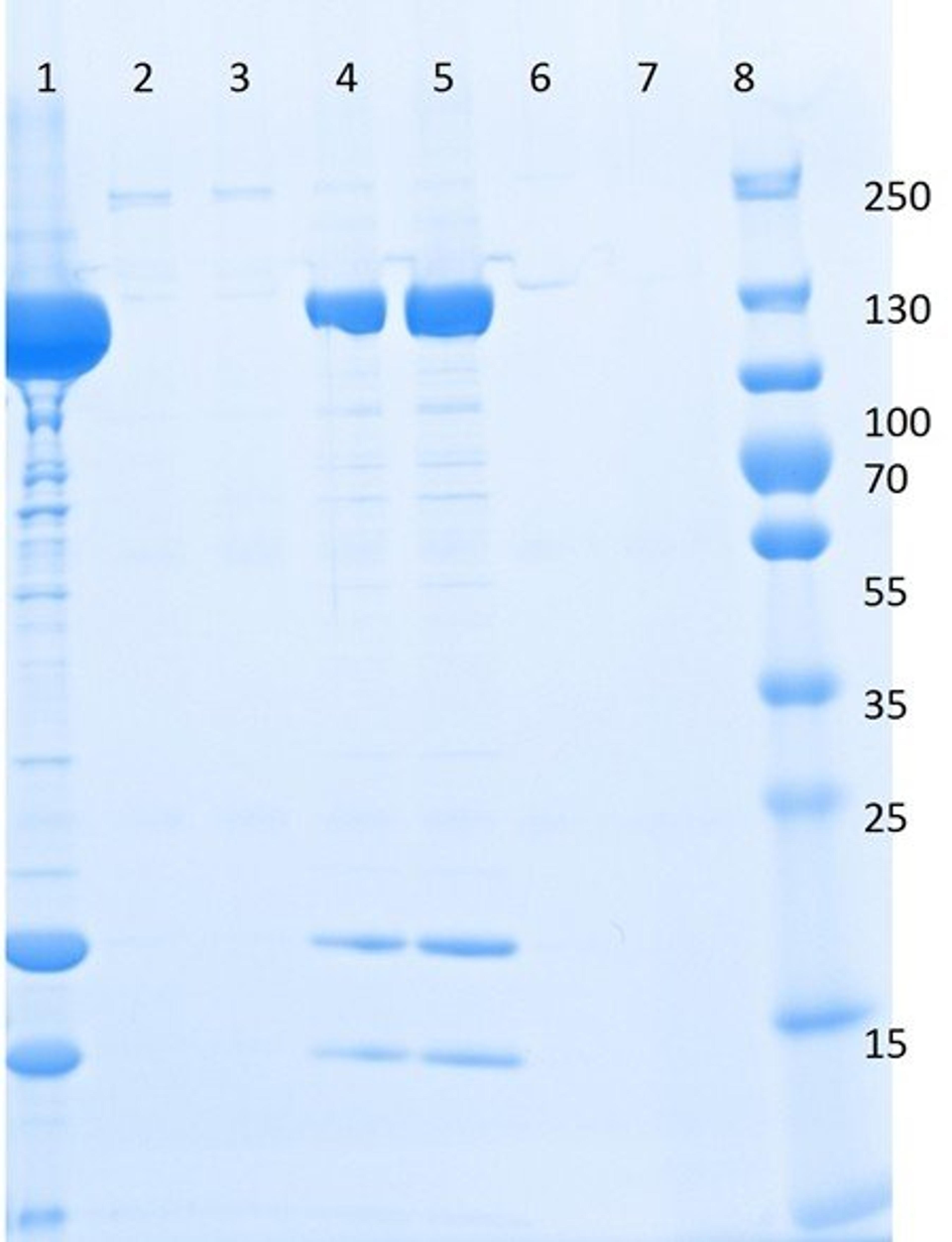 Western blot analysis of DYKDDDDK tagged recombinant protein flow through wash eluted fraction using DYKDDDDK (FLAG tag) antibody (Agarose)