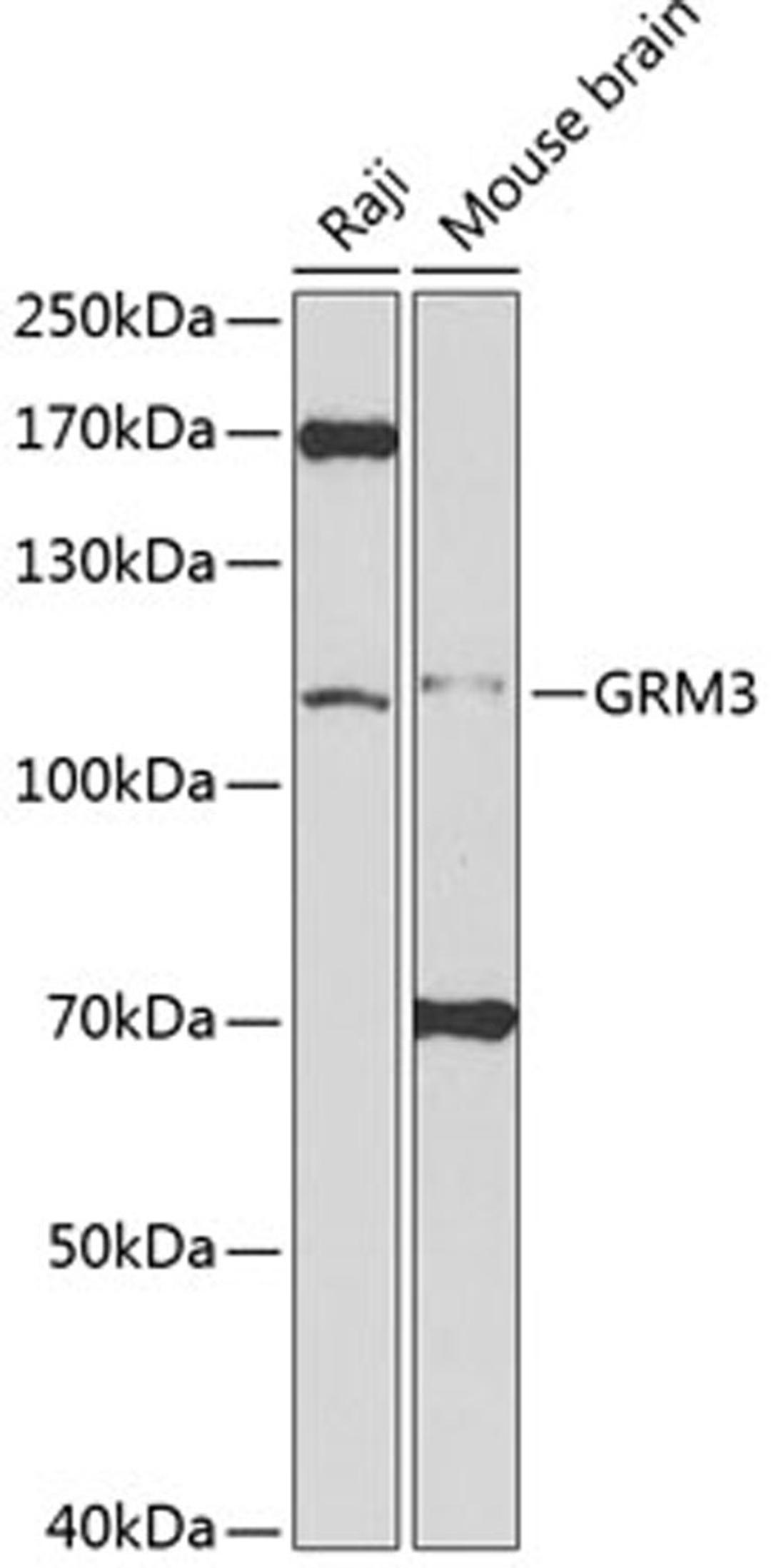 Western blot - GRM3 antibody (A2538)