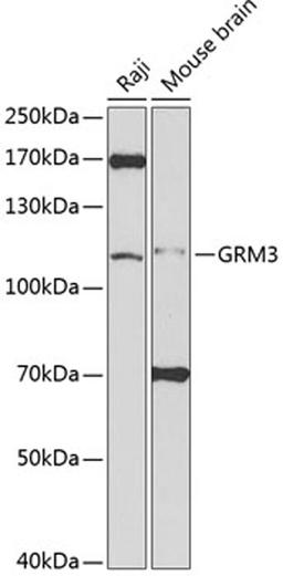 Western blot - GRM3 antibody (A2538)