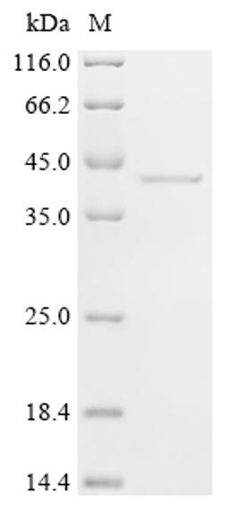 (Tris-Glycine gel) Discontinuous SDS-PAGE (reduced) with 5% enrichment gel and 15% separation gel.