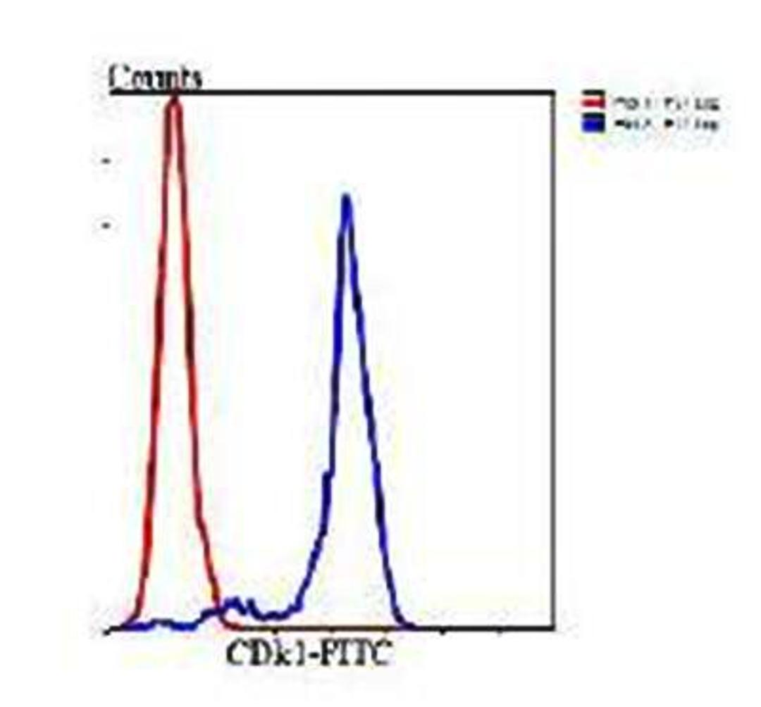 Flow cytometric analysis of Hela cells using CDk1 antibody