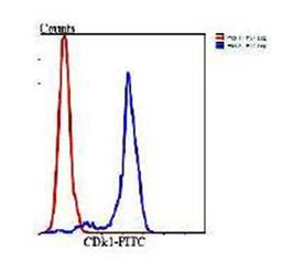 Flow cytometric analysis of Hela cells using CDk1 antibody