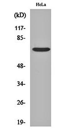 Western blot analysis of Hela cell lysates using Frizzled-1 antibody