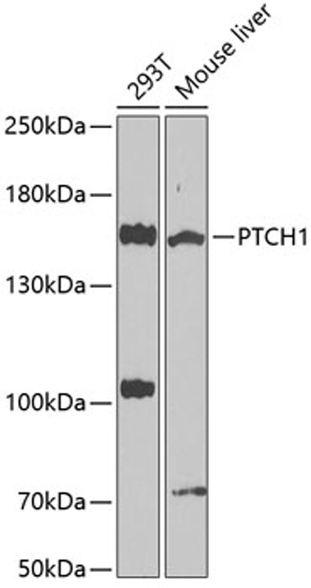 Western blot - PTCH1 antibody (A0826)