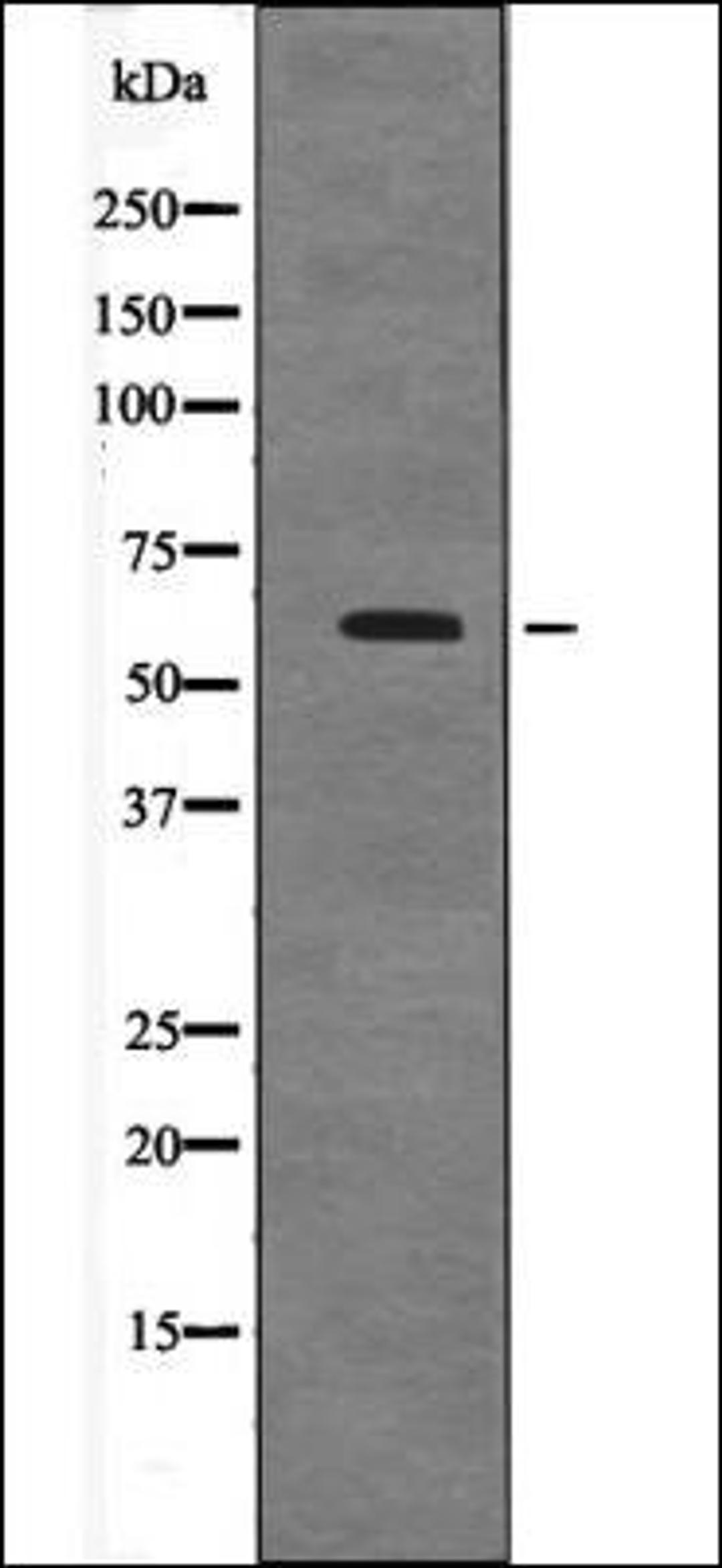 Western blot analysis of COS7 whole cell lysates using Cyclin B1 -Phospho-Ser128- antibody