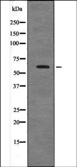 Western blot analysis of COS7 whole cell lysates using Cyclin B1 -Phospho-Ser128- antibody