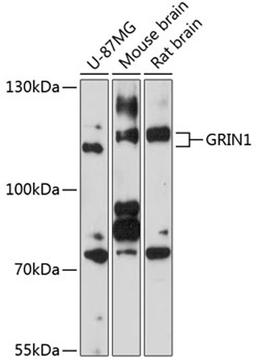 Western blot - GRIN1 antibody (A7677)