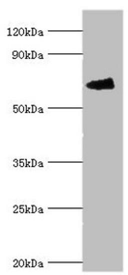 Western blot. All lanes: Fanconi anemia group G protein antibody at 4ug/ml + Mouse gonad tissue. Secondary. Goat polyclonal to rabbit IgG at 1/10000 dilution. Predicted band size: 69 kDa. Observed band size: 69 kDa. 