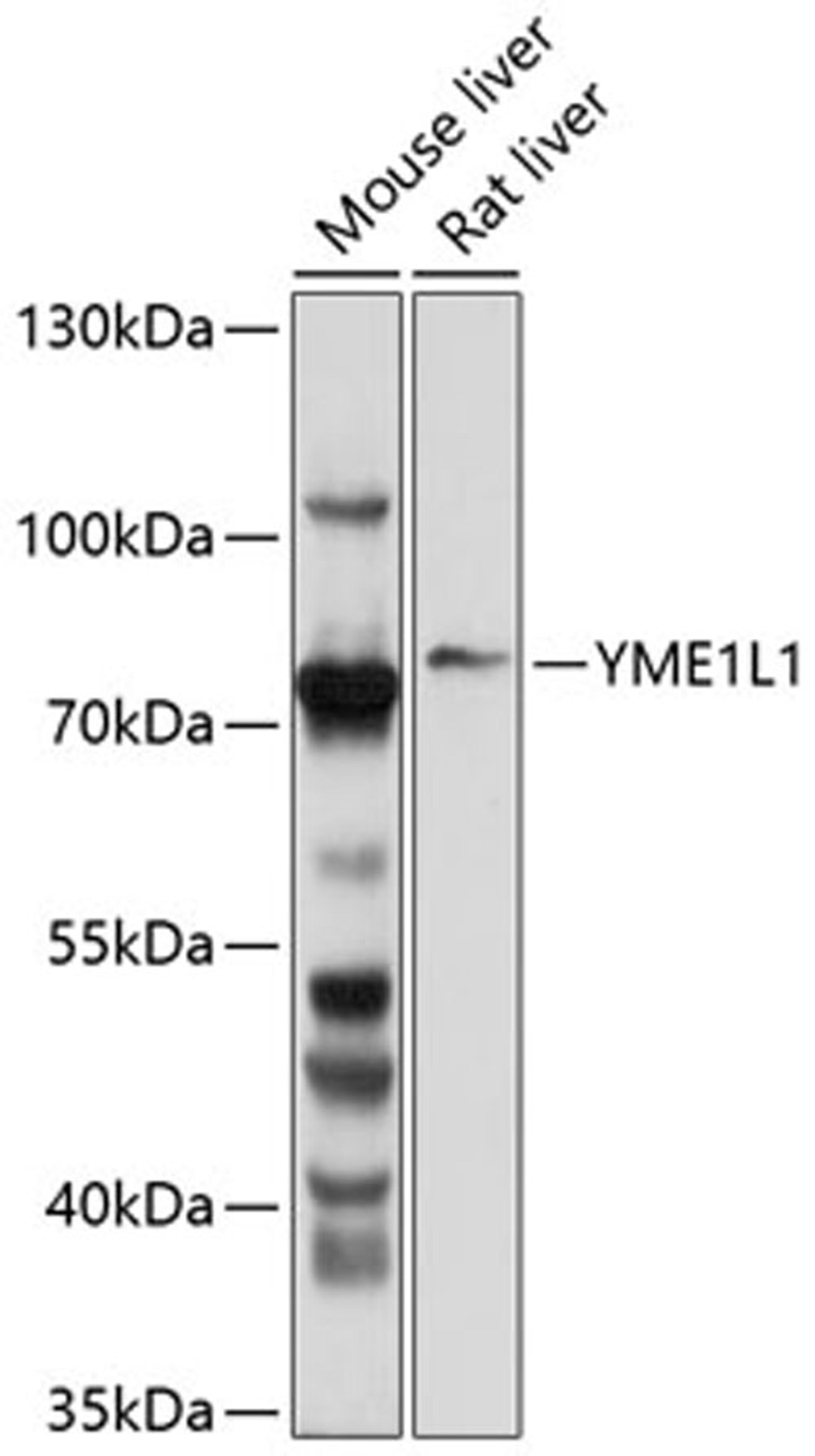 Western blot - YME1L1 antibody (A10402)