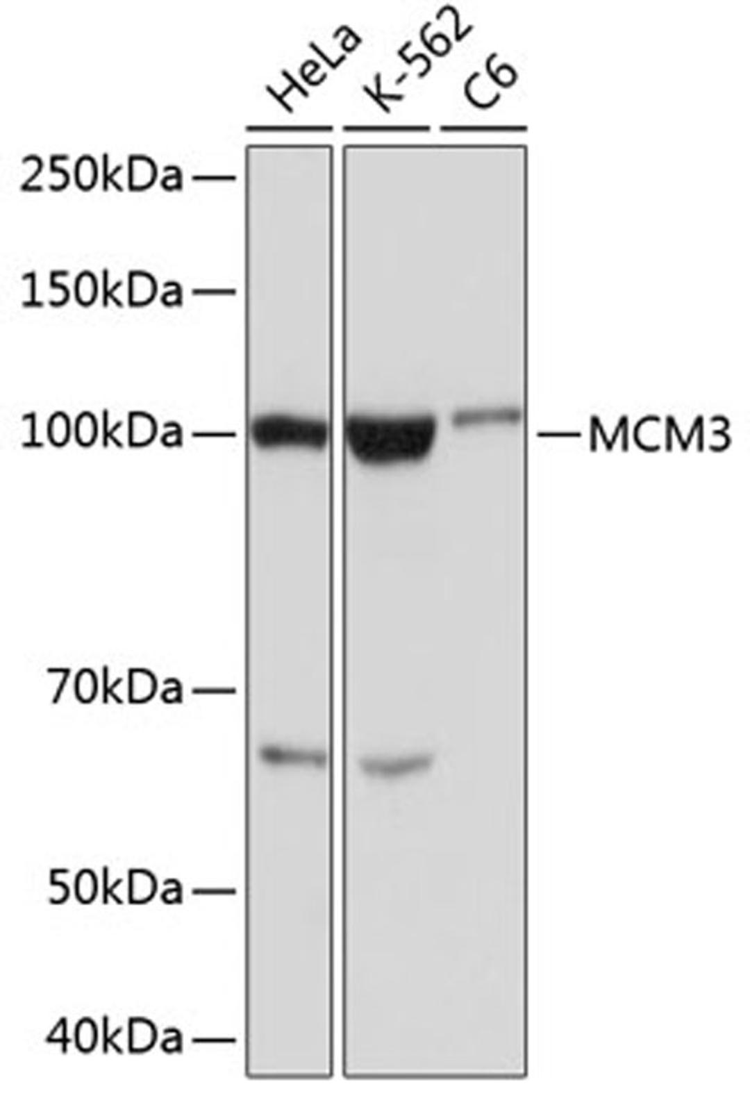 Western blot - MCM3 Rabbit mAb (A11475)