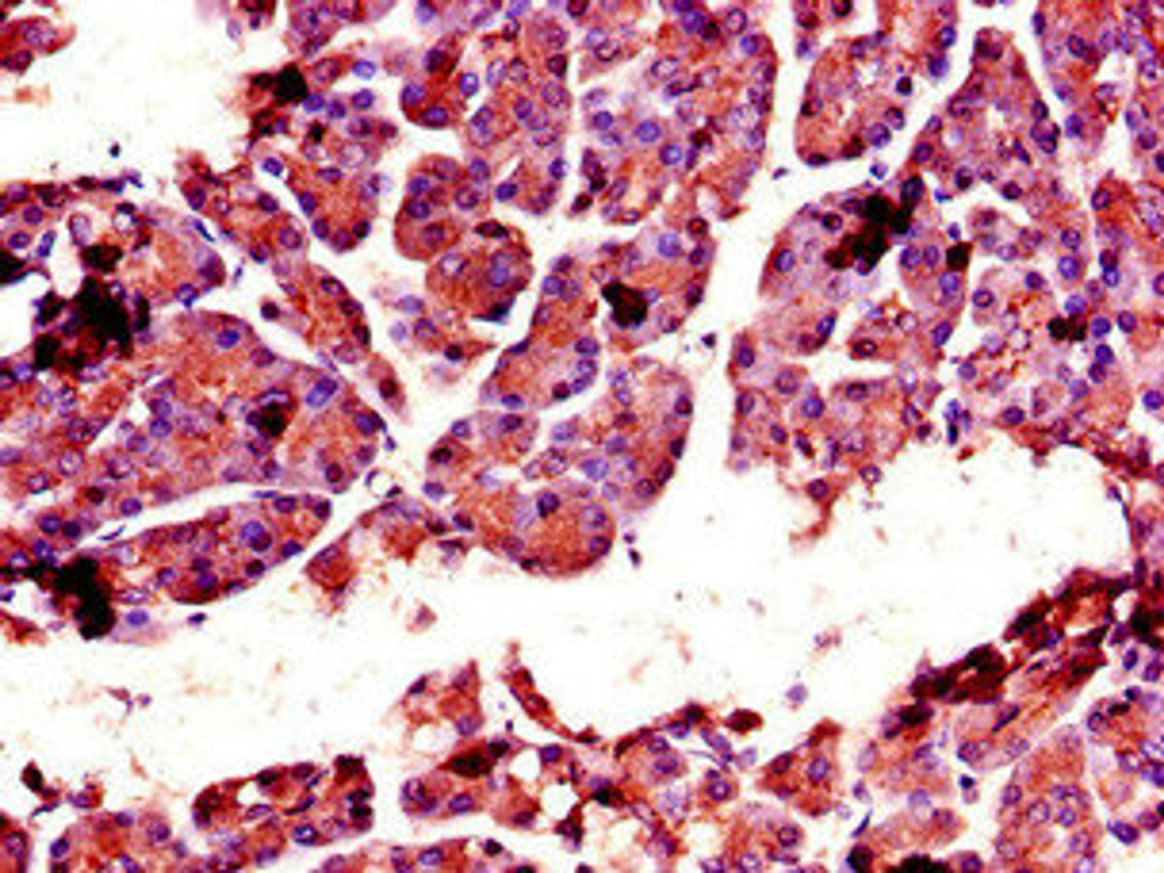 Immunohistochemistry of paraffin-embedded human pancreatic tissue using CSB-PA006182LA01HU at dilution of 1:100